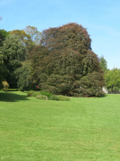 Autograph Tree