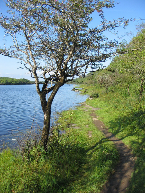 Black Moss Lake Bank