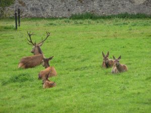 Family of Deer