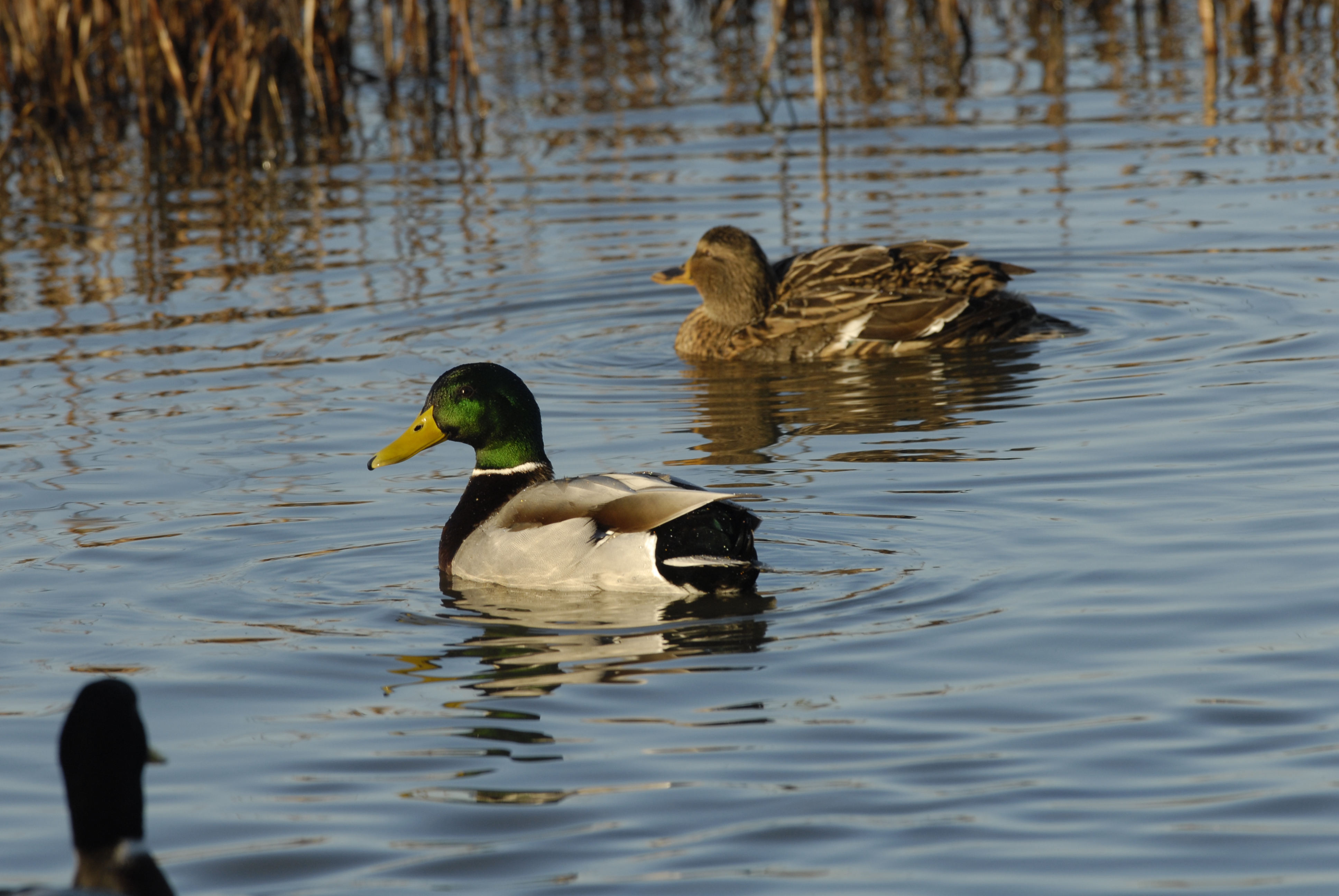 Mallard in Lake