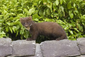 Pine Marten