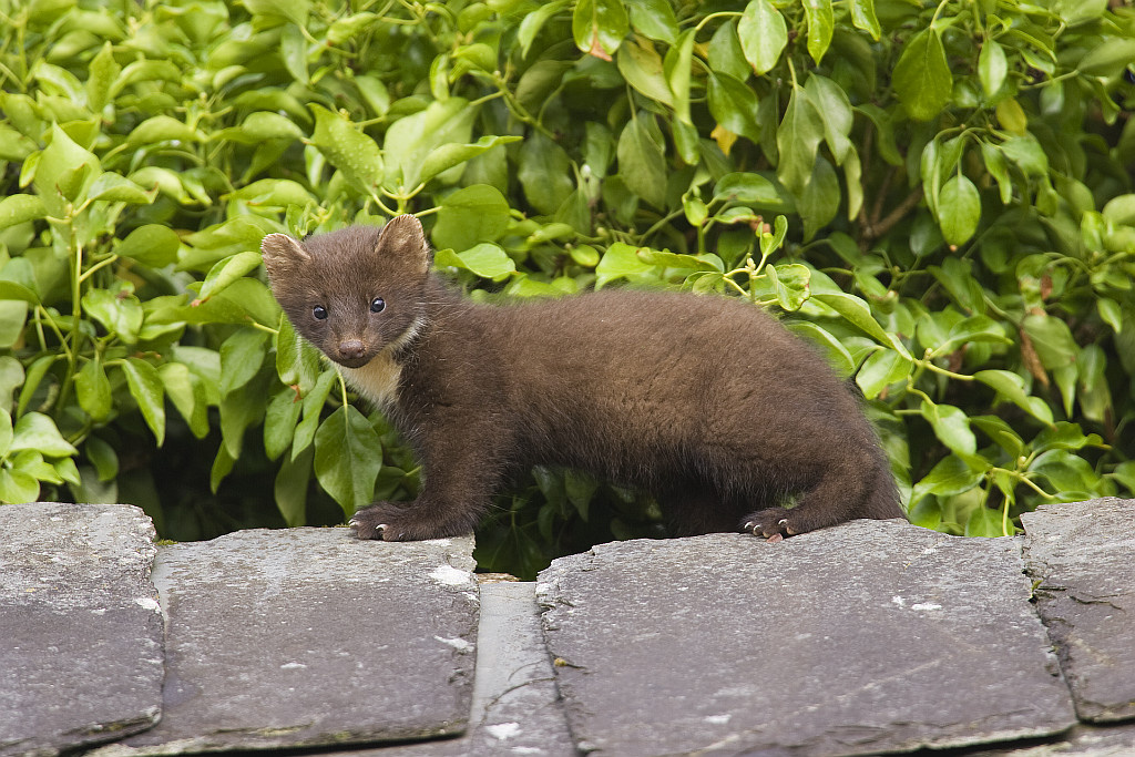 Pine Marten