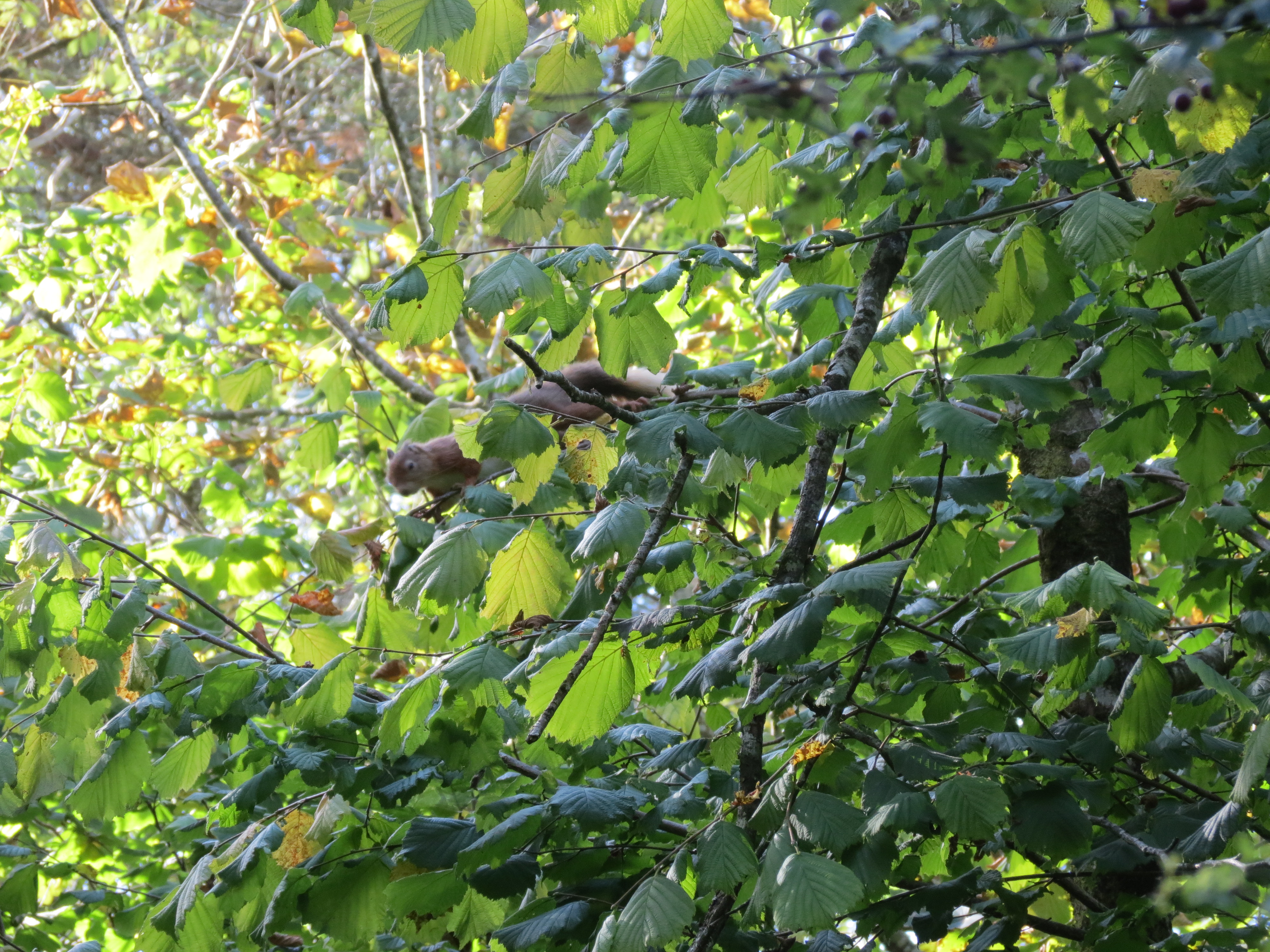 Red Squirrel in Tree