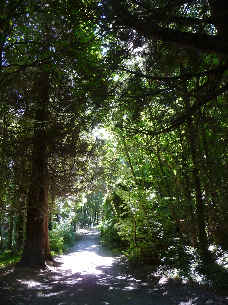 Trail through Woods