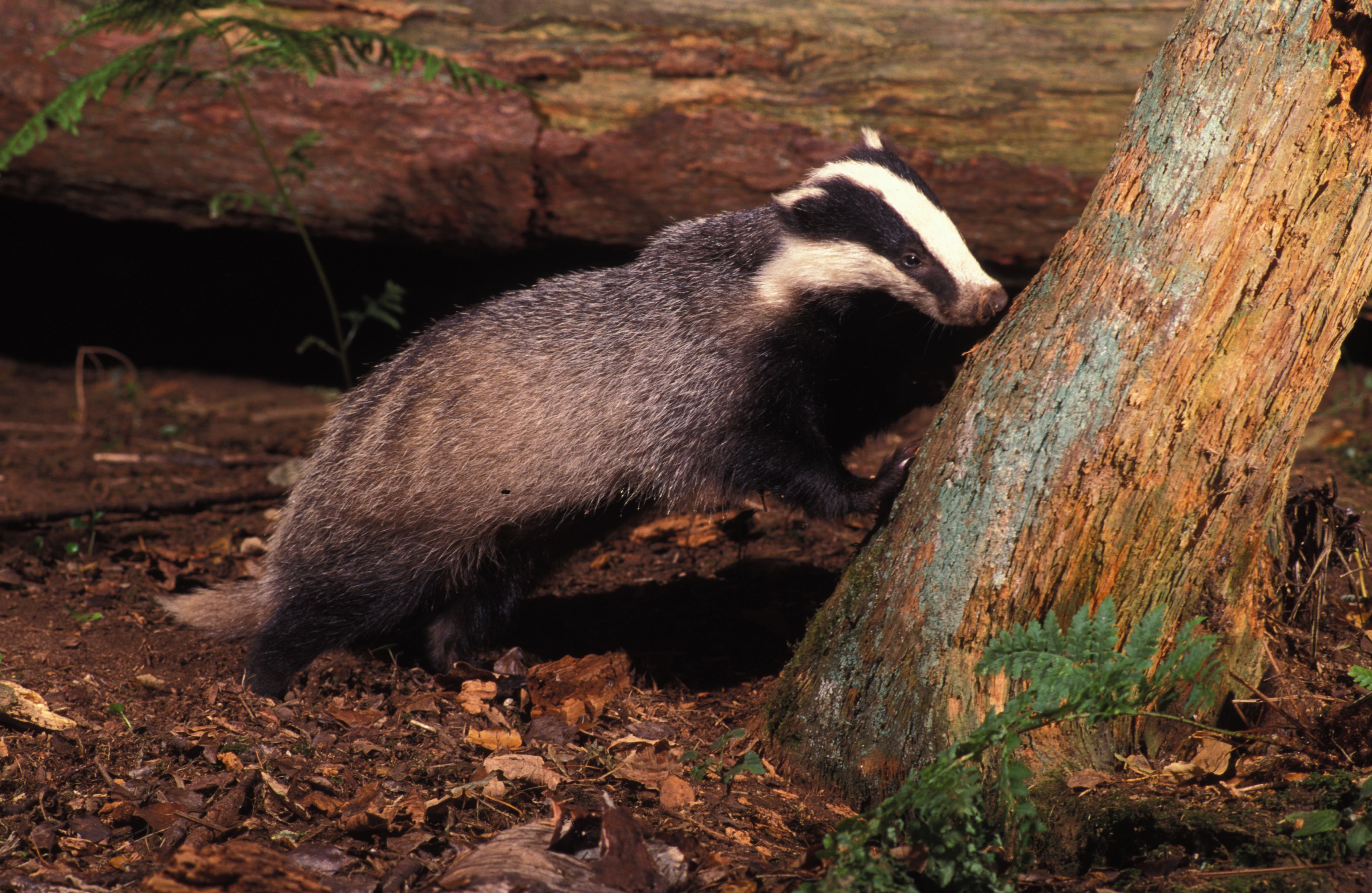Badger perched against tree
