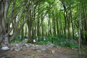 Woods at Coole Park