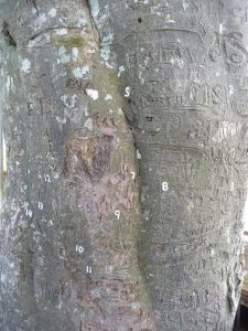 Autograph Tree Bark