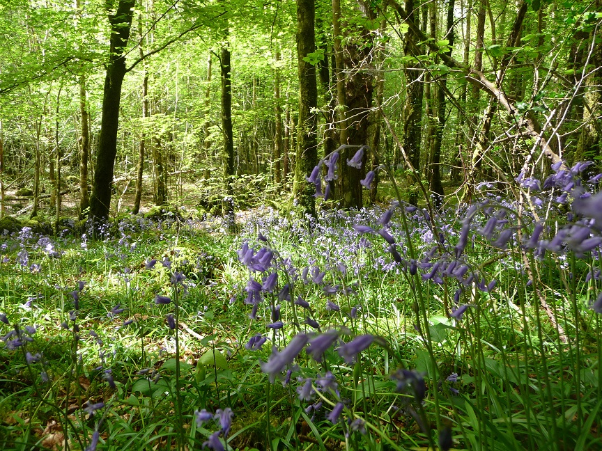 Bluebells in Woods