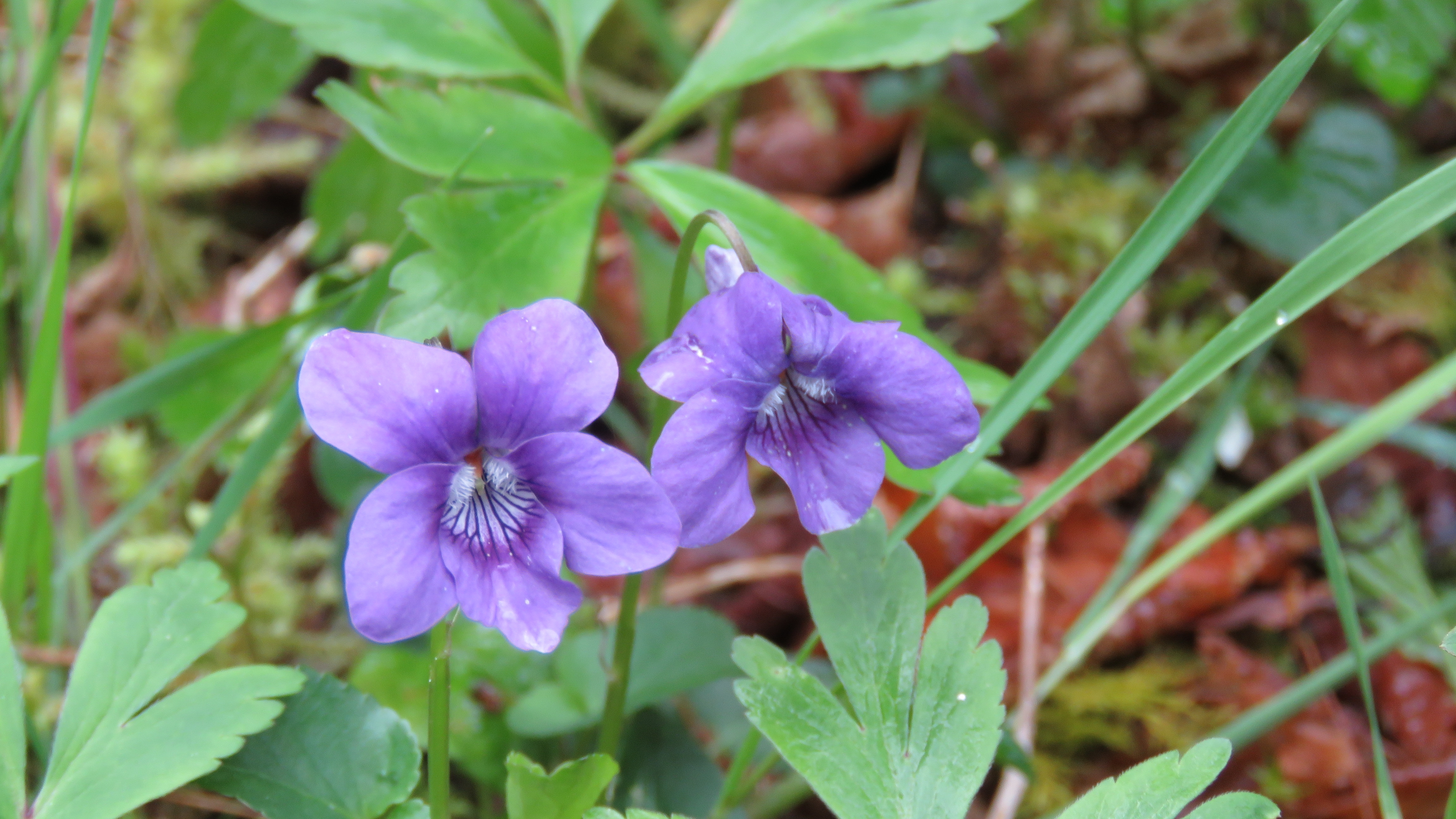 Common Dog Violet web Coole Park Nature Reserve
