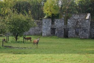 Red Deer at Coole Park