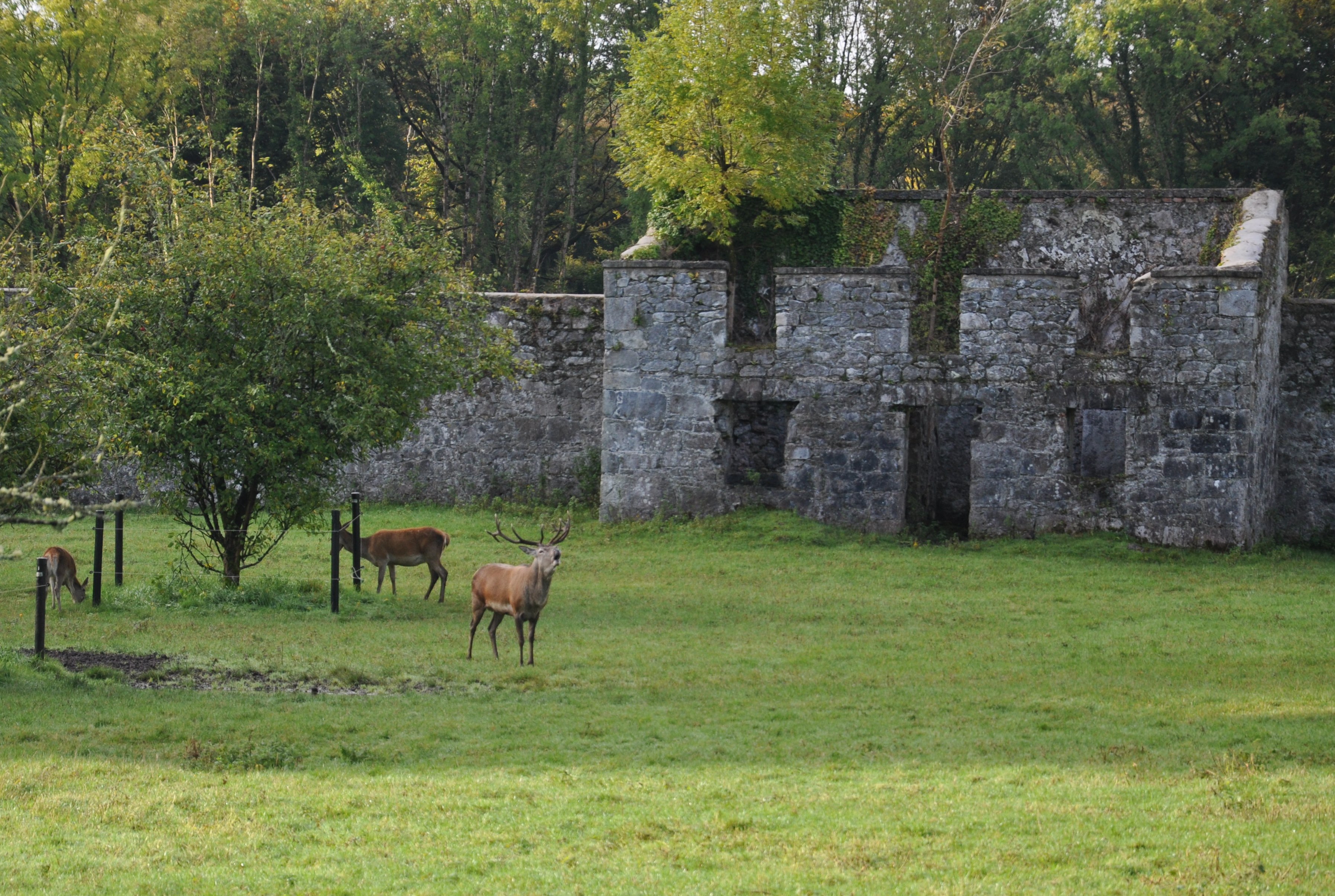 Red Deer at Coole Park