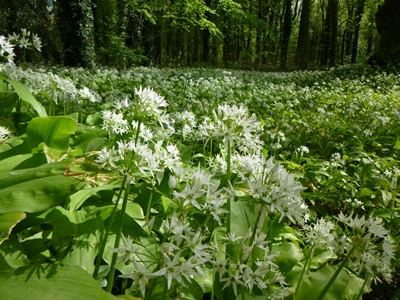 Wild Garlic (Ramsons)