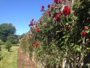 Rose Wall