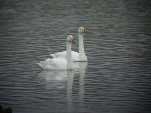 Whooper Swan