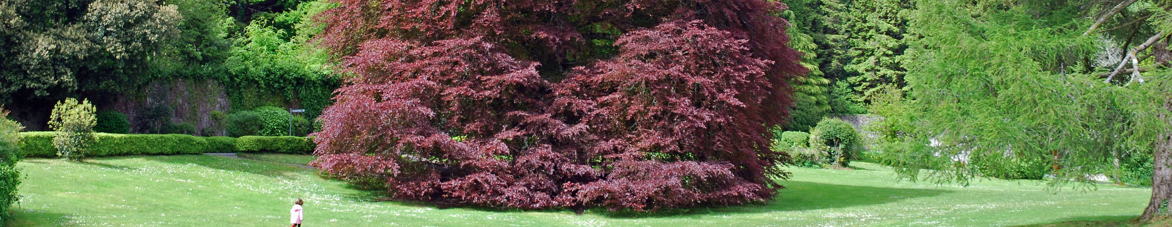 [wpml-string context="coole" name="title2"]Coole Park Nature Reserve[/wpml-string]