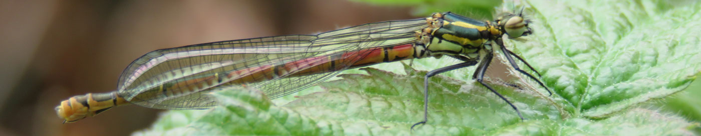 [wpml-string context="coole" name="title2"]Coole Park Nature Reserve[/wpml-string]