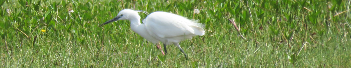 [wpml-string context="coole" name="title2"]Coole Park Nature Reserve[/wpml-string]