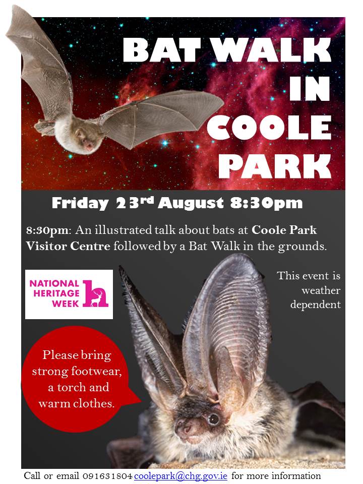 Bat Walk - 19 August 2019