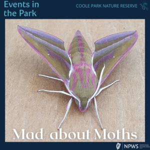 Events in the park: Mad about Moths